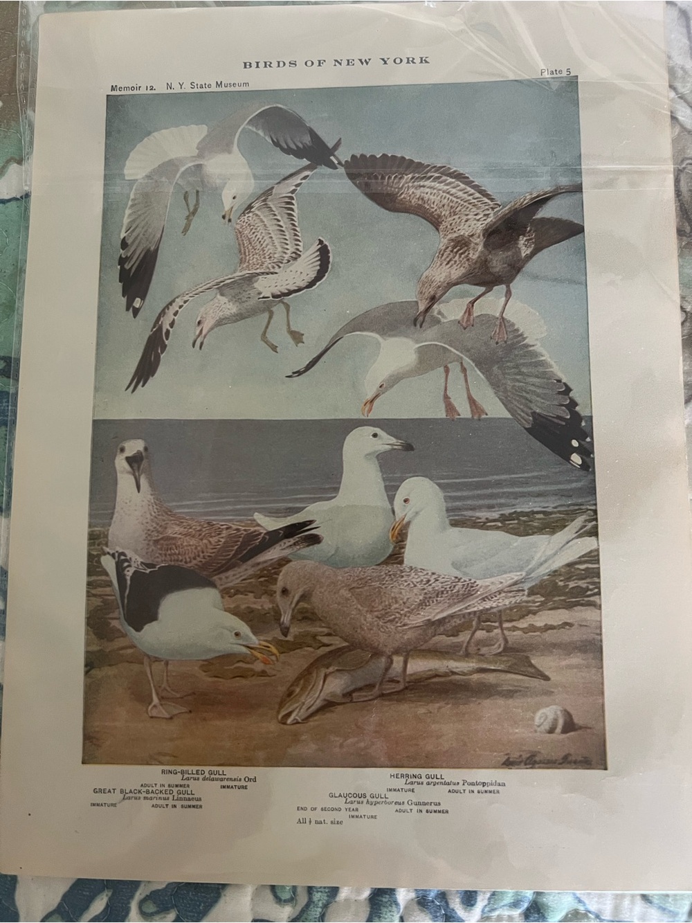 Antique Ornithological Bird Print Original seagulls on beach